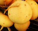 Navet jaune (boule d'or)