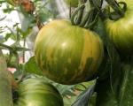 Tomate Green Zebra