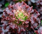 Laitue Batavia Rouge Grenobloise