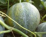 Melon Petit Gris de Rennes