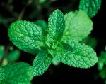 Menthe poivrée