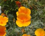 Eschscholzia (Pavot de Californie)