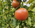 Berne pink tomato