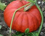 Potiron Rouge vif d'Etampes