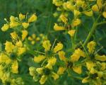 Ruta officinale (Ruta graveolens)