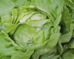 Winter lettuce