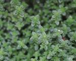 Lemon thyme