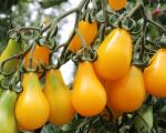 Tomate poire jaune