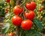 Tomate Montfavet