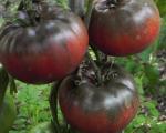 Tomate Noire de Crimée