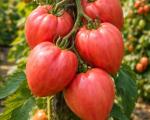Tomate rose de Hongrie