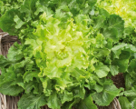 Round green endive with solid heart