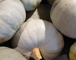 Courge Bleue de Hongrie (potiron)