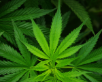 Chanvre (Cannabis sativa)