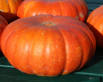 Courge Jack Be Little