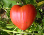 Tomate Coeur de boeuf