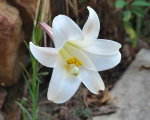 Lys (lis, lilium)