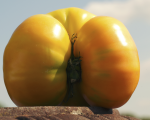 Tomate ananas