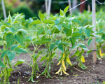 Haricots nains (verts)