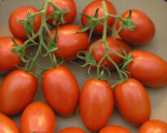 Tomate Roma