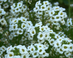 Alysse (Alyssum)