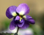 Violette